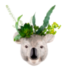 jarron koala jarron koala