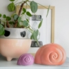 caracol colores